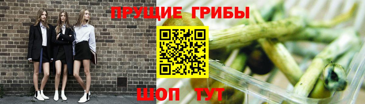 сколько стоит  Вход с VPN  Беслан  Псилоцибиновые грибы Cubensis 